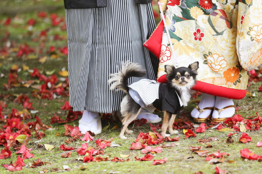 和装の新郎新婦の間に立つ小型犬の前撮り写真。色打掛の華やかさと秋の景色が調和する